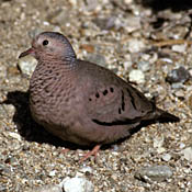 Common Ground-Dove thumbnail