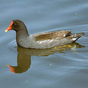 Common Moorhen thumbnail