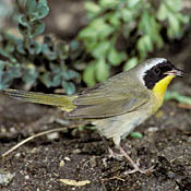 Common Yellowthroat thumbnail