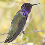 Costa's Hummingbird thumbnail