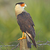 Crested Caracara thumbnail