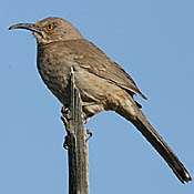 Curve-billed Thrasher thumbnail