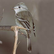 Dusky Flycatcher thumbnail