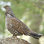 Dusky Grouse thumbnail