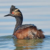 Eared Grebe thumbnail