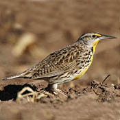 Eastern Meadowlark thumbnail