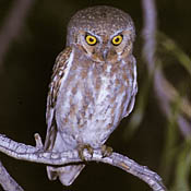 Elf Owl thumbnail