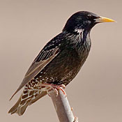 European Starling thumbnail