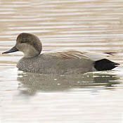 Gadwall thumbnail