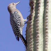 Gila Woodpecker thumbnail