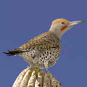 Gilded Flicker thumbnail