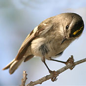 Golden-crowned Kinglet thumbnail