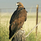 Golden Eagle thumbnail