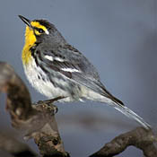 Grace's Warbler thumbnail