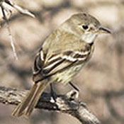 Gray Flycatcher thumbnail