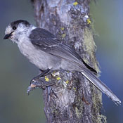 Gray Jay thumbnail