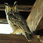 Great Horned Owl thumbnail