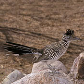 Greater Roadrunner thumbnail