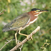 Green Heron thumbnail