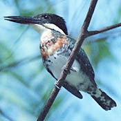 Green Kingfisher thumbnail