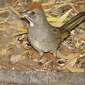 Green-tailed Towhee thumbnail