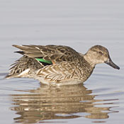 Green-winged Teal thumbnail