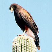 Harris's Hawk thumbnail