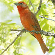 Hepatic Tanager thumbnail