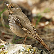 Hermit Thrush thumbnail