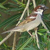 House Sparrow thumbnail