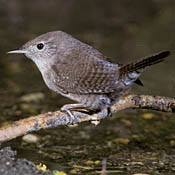 House Wren thumbnail