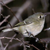 Hutton's Vireo thumbnail