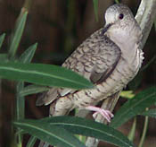 Inca Dove thumbnail