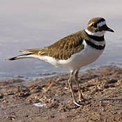 Killdeer thumbnail