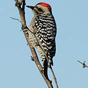 Ladder-backed Woodpecker thumbnail