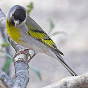 Lawrence's Goldfinch thumbnail