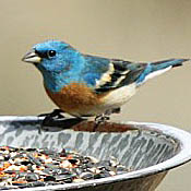 Lazuli Bunting thumbnail