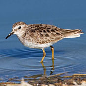 Least Sandpiper thumbnail