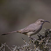 Le Conte's Thrasher thumbnail