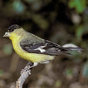 Lesser Goldfinch thumbnail