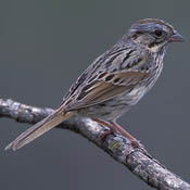 Lincoln's Sparrow thumbnail