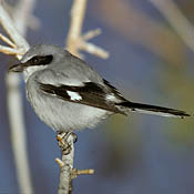 Loggerhead Shrike thumbnail