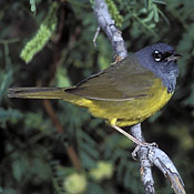 MacGillivray's Warbler thumbnail