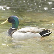 Mallard thumbnail