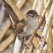 Marsh Wren thumbnail