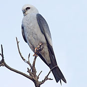 Mississippi Kite thumbnail