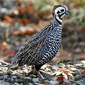 Montezuma Quail thumbnail