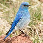 Mountain Bluebird thumbnail