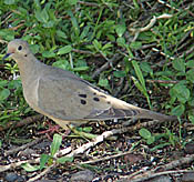 Mourning Dove thumbnail