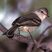 Northern Beardless-Tyrannulet thumbnail